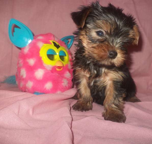 Йоркширский терьер. вязка в Новосибирске фото 12