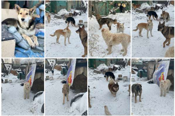 Приют для животных «Добрый двор» в Кемерово в Кемерове