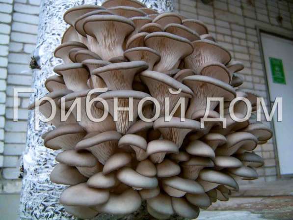 Мицелий грибов вешенка, шампиньонов, опенка, шиитаке