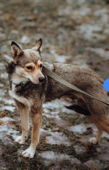 Маленькая лапочка-собачка в Санкт-Петербурге фото 9