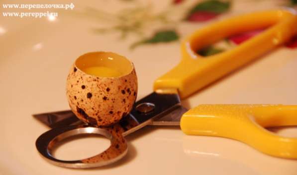 Ножницы для перепелиных яиц в Екатеринбурге