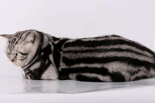 Чистокровные британские котята черный мрамор на серебре в Санкт-Петербурге