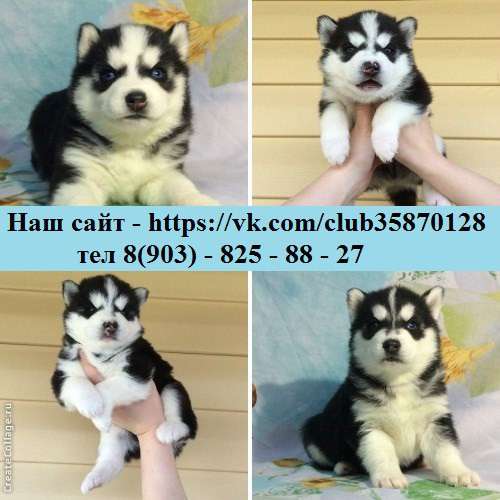 Хаски щеночки и кобели хаски для вязки в Ярославле
