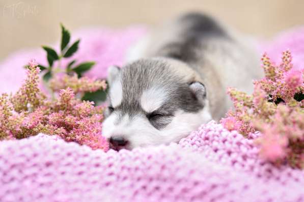 Pure breed Siberian husky puppies в фото 3