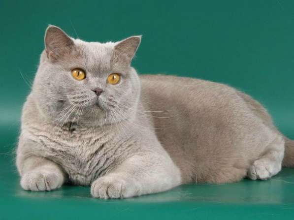 Плюшевые девочка и мальчик в Новокузнецке фото 5