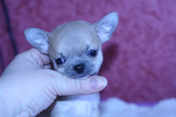 Щенки чихуахуа в Москве фото 12