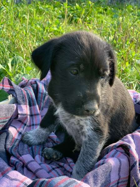 Щенки-охотники в надежные руки в Москве фото 3