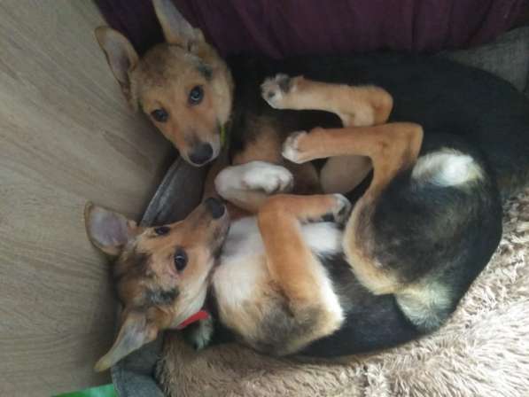 Малыши Герда и Грант идут дом в Москве фото 3