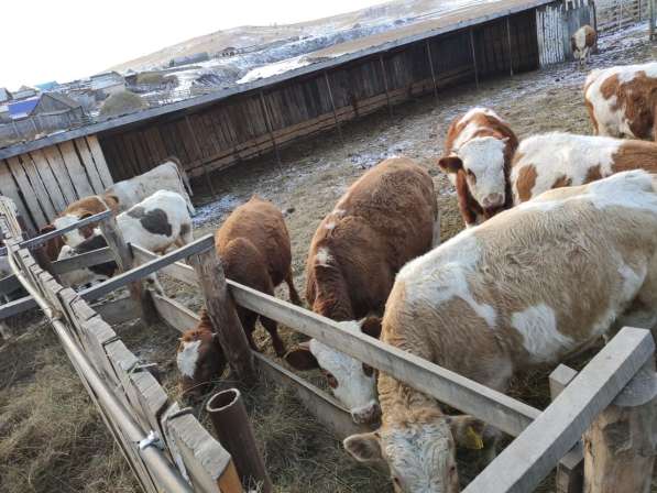 Коровы из России в Сибае фото 11