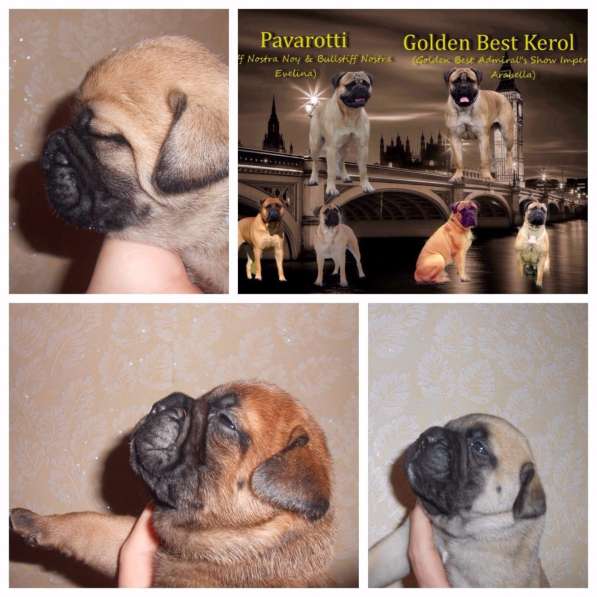 Бульмастифы в Екатеринбурге в Екатеринбурге фото 9