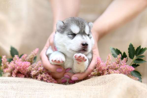 Pure breed Siberian husky puppies в 