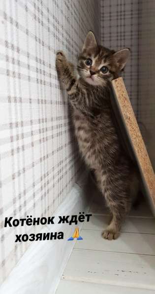 Милые котята в Волжский