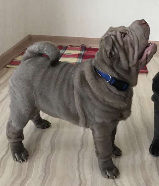 Продаются щенки шарпея от пары чемпионов в Волгограде фото 7