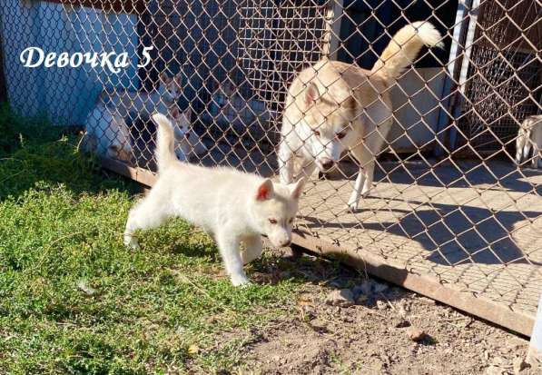 Щенки сибирский хаски в Ростове-на-Дону фото 15