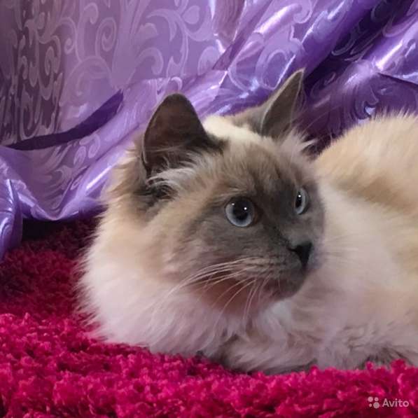 Невский маскарадный пушистик в Санкт-Петербурге фото 4