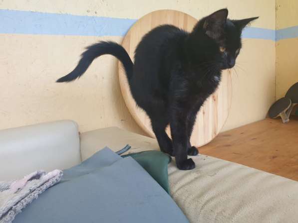 КотоФея в добрые руки! в Истре