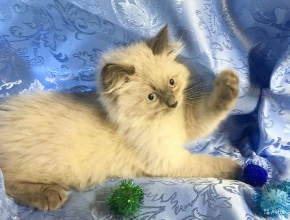 Невский маскарадный пушистик в Санкт-Петербурге фото 3