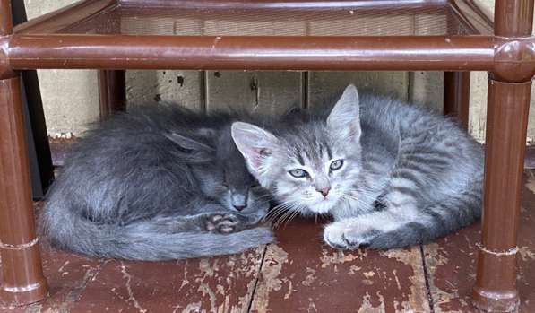 Красивые котята-мальчики ищут дома в Орехово-Зуево фото 5