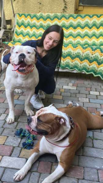 Продам щенка щенков Американского Бульдога FCI в фото 5