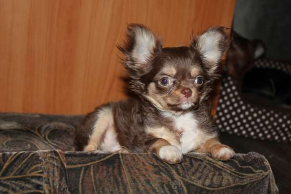 ЧИХУАХУА в Калуге фото 6