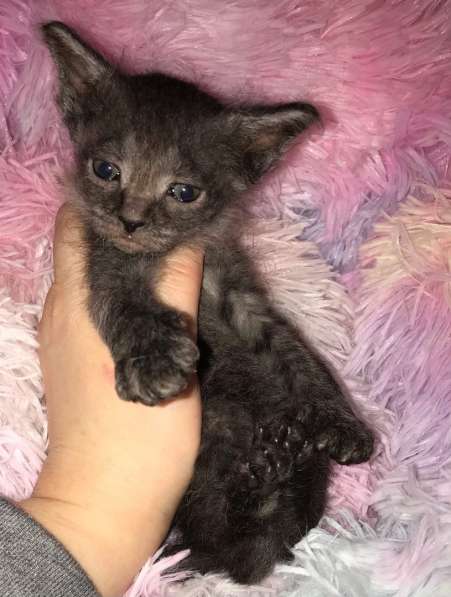 Кудрявые эльфы, каракулевые, элитные котята Девон-Рекс в Санкт-Петербурге фото 26