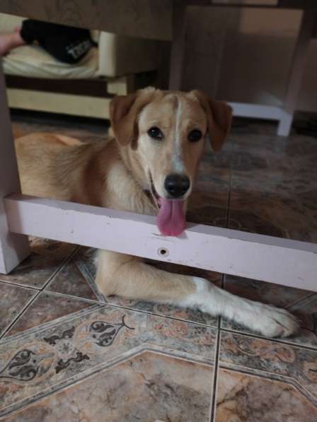 Отдам щенка 5 месяцев