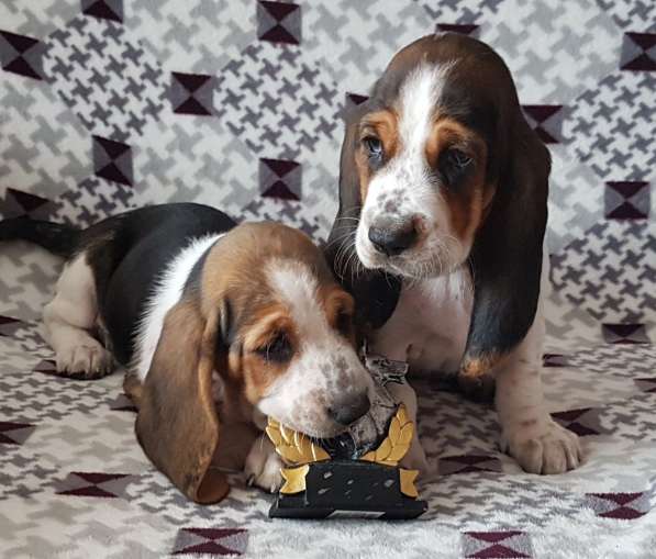 Щенки Бассет-хаунд в Армавире фото 38