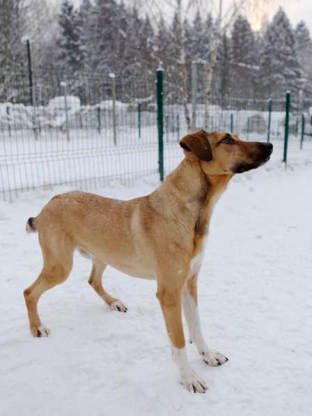 Ищу Дом для Скуби Ду в Москве фото 10