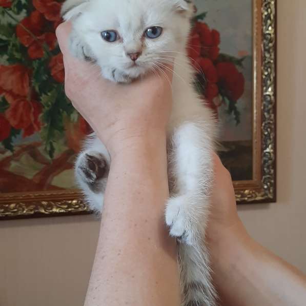 Шотландские котята в Краснодаре фото 17