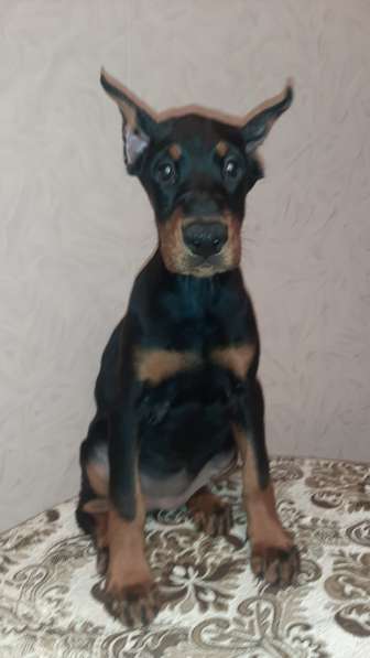 Dobermans в Москве фото 3