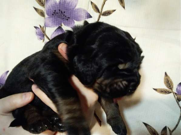 Тибетский мастиф щенки в Самаре фото 21