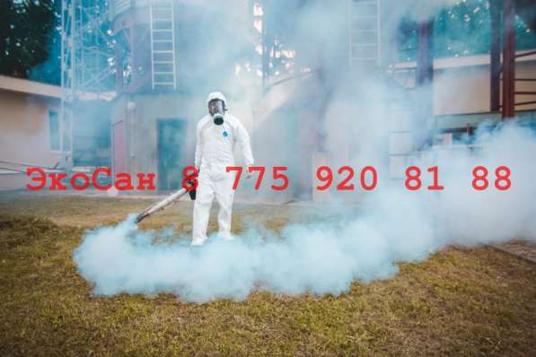 Уничтожение насекомых в фото 6