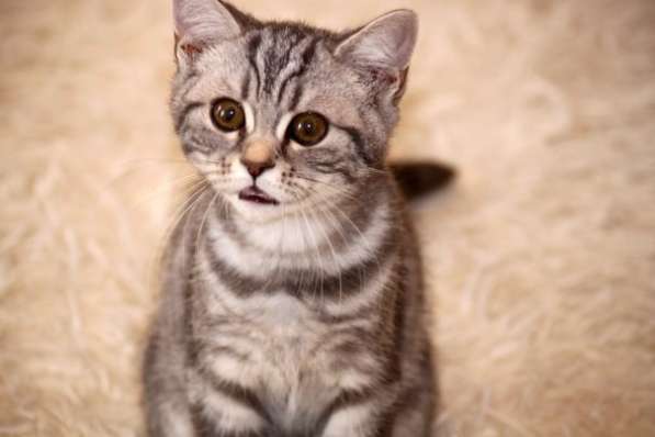 Британские котята элитных кровей в Санкт-Петербурге фото 6