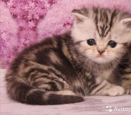 Котята вислоухие и прямоухие в Иванове фото 5
