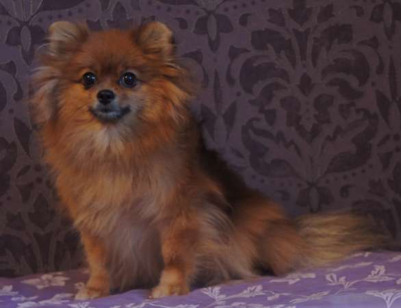 Шпицы мини мальчик и малая девочка в Зеленограде фото 3