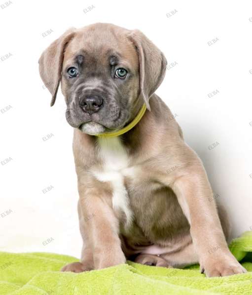 Кане - Корсо. Форментино в фото 6