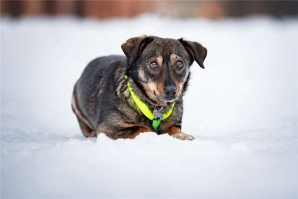 Маленькая собака Тося в добрые руки в Москве фото 9