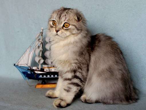 Арчибальд в Санкт-Петербурге