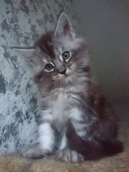 У вас ещё нет Мейн-куна? в Санкт-Петербурге фото 8