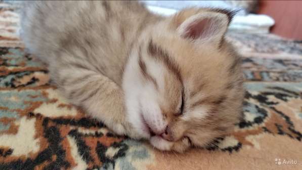 Британские золотые шиншиллы в Химках фото 12