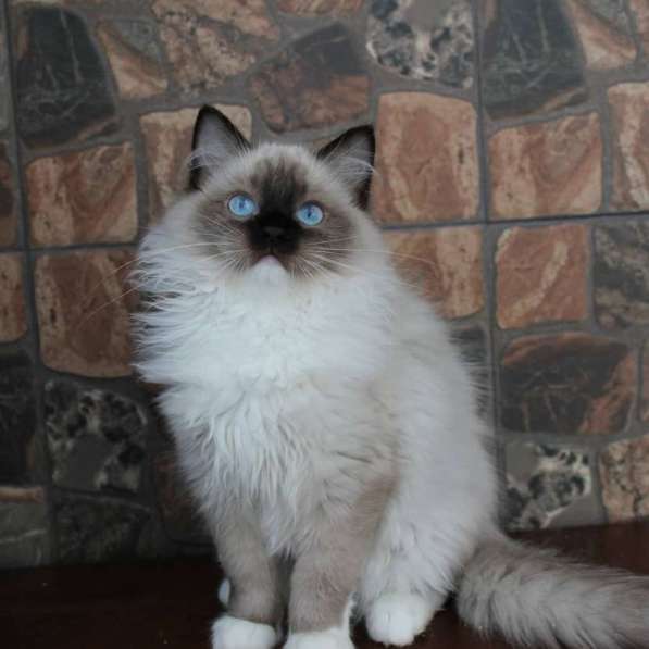 Рэгдолл мальчик в Москве фото 3