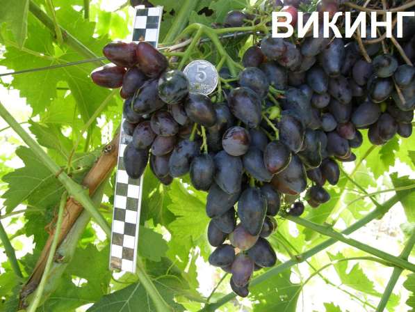 Продам саженцы и черенки винограда в Нижнегорском фото 10