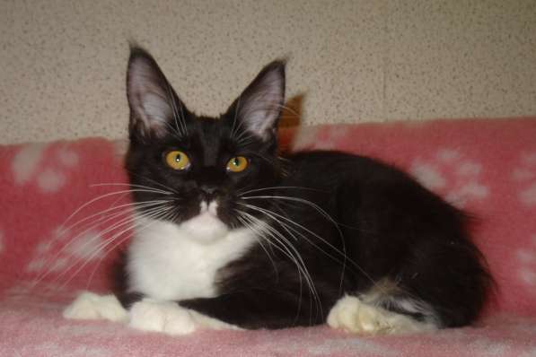 Ламборджини кошечка мейн кун в Москве фото 8