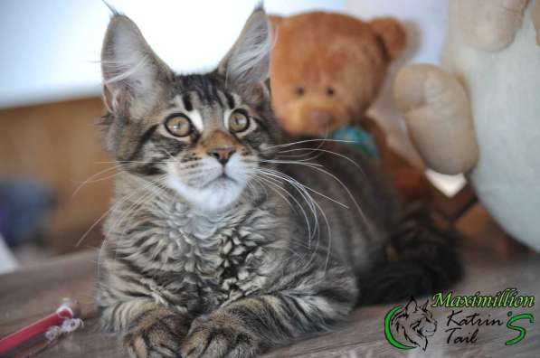 Kitten Maine Coon Male в Ростове-на-Дону