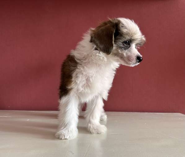 Продам щенков Китайской хохлатой собаки в Сызрани фото 5