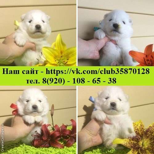 Щеночки самоедской лайки белоснежные очаровашки в Пскове
