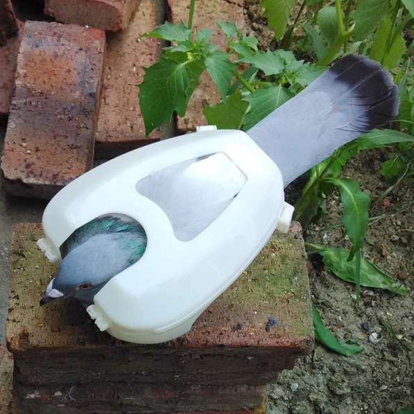 ✔ ✔ ✔ Голуби инструмент для переноски и лечения птиц голубь✔ в Астрахани фото 3