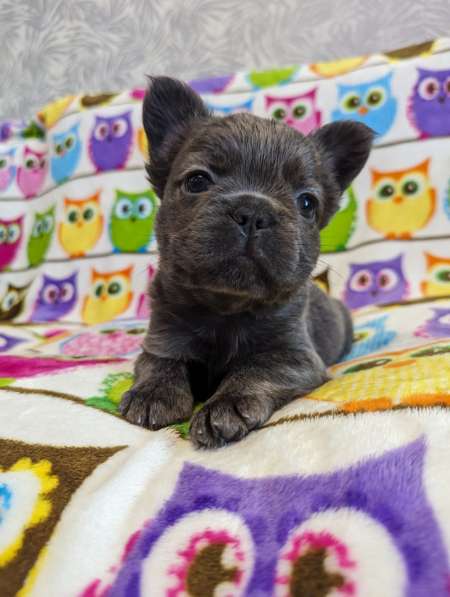 French bulldog fluffy. Blue boy's в 