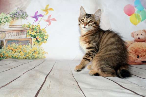 Золотые котята -рысята породы курильский бобтейл в Москве фото 3