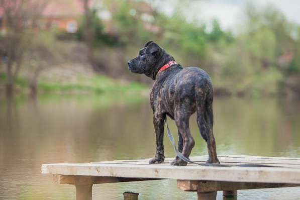 Молодая девочка алано эспаньол Миранда в дар в Москве фото 9